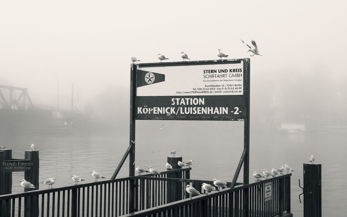 Dampferanlegesteg mit Möwen im Nebel - Luisenhain