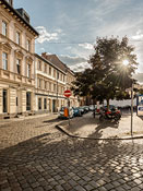 Rosenstraße im Gegenlicht