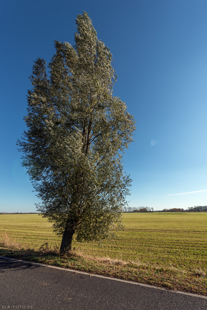 Baum im Wind
