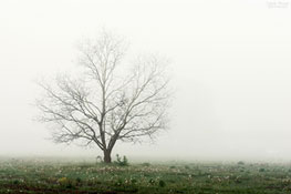 Baum und Pusteblumen im Nebel