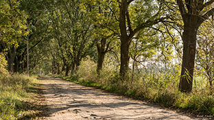 Allee