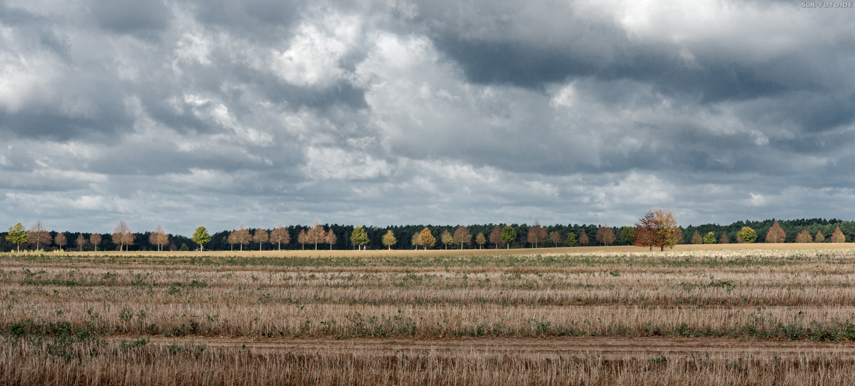 Allee im Herbst - Seitenansicht