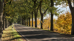 Allee - Dahlwitzer Landstraße