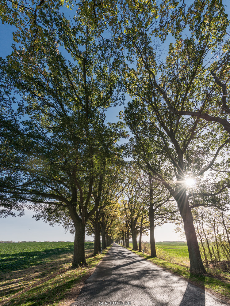 Landstraße in Brandenburg II