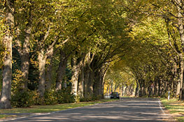 Allee mit herbstgelber Laubfärbung