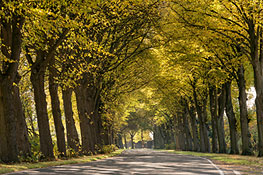 Allee mit herbstgelber Laubfärbung