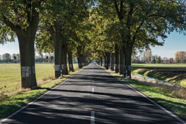 Allee in Brandenburg 6588