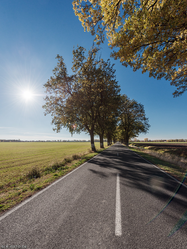 Allee in Brandenburg 6591