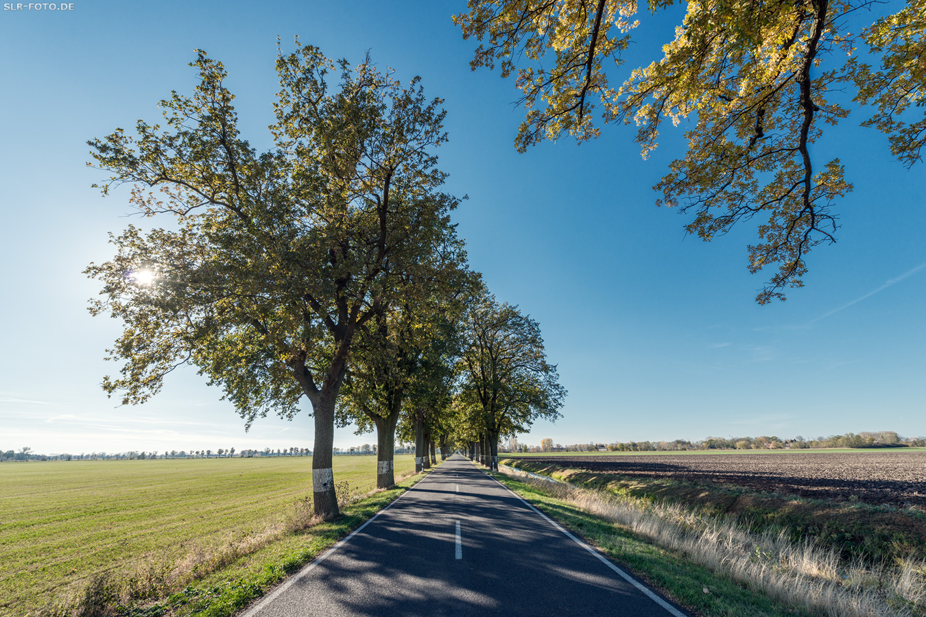 Allee in Brandenburg 6597