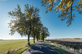 Allee in Brandenburg 6597