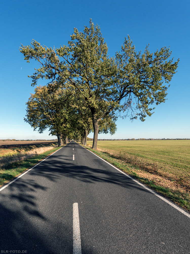 Allee in Brandenburg 6614