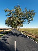 Allee in Brandenburg 6614