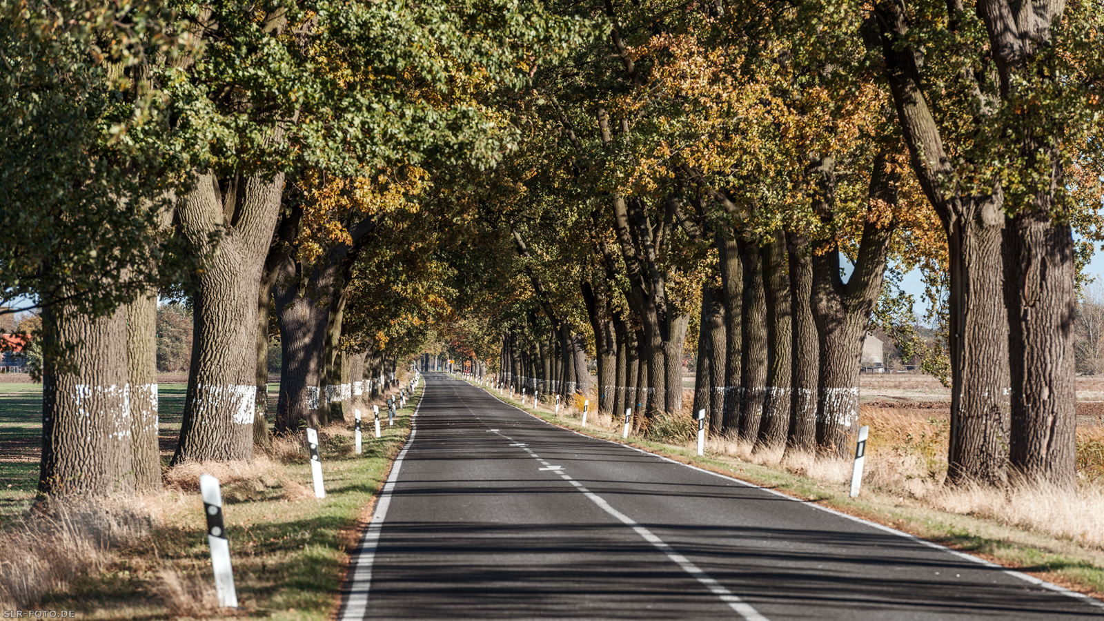 Allee in Brandenburg 6636