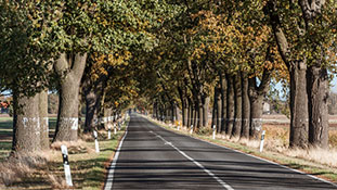Allee in Brandenburg 6636
