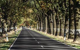 Allee in Brandenburg 6640