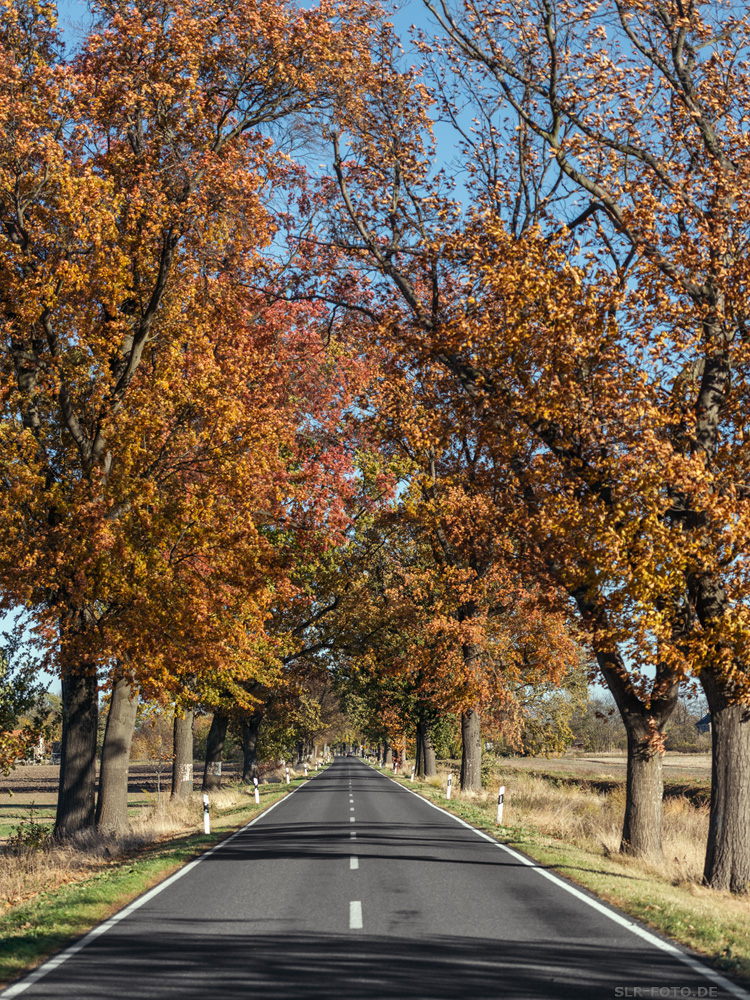 Allee in Brandenburg 6652
