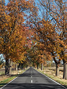 Allee in Brandenburg 6652