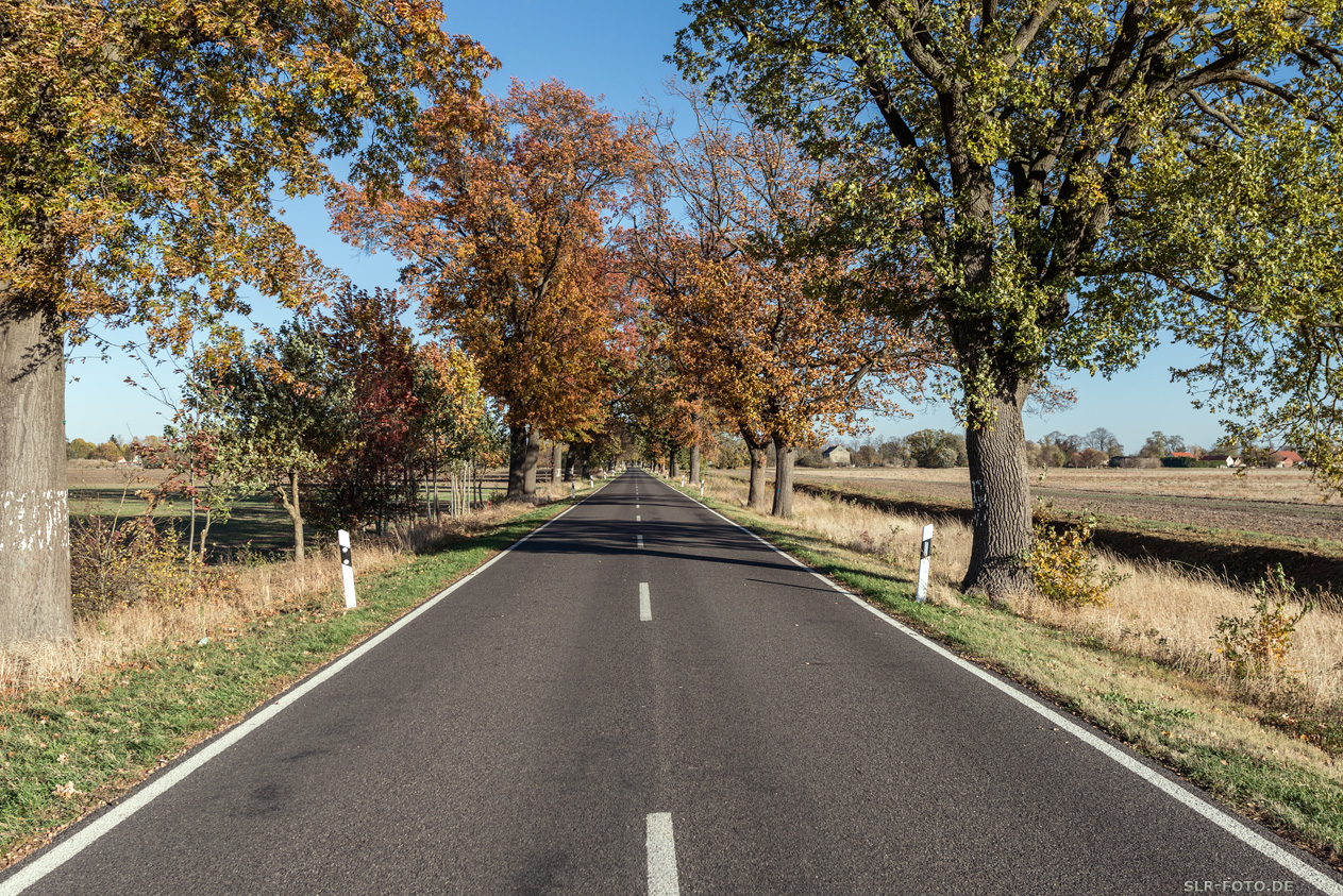 Allee in Brandenburg 6670
