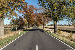 Allee in Brandenburg 6670