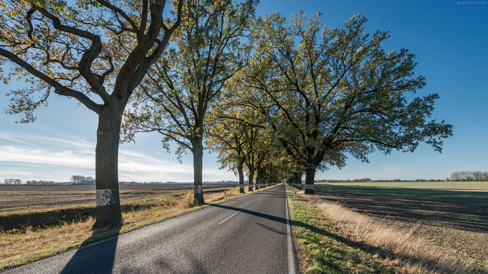 Allee in Brandenburg 6683