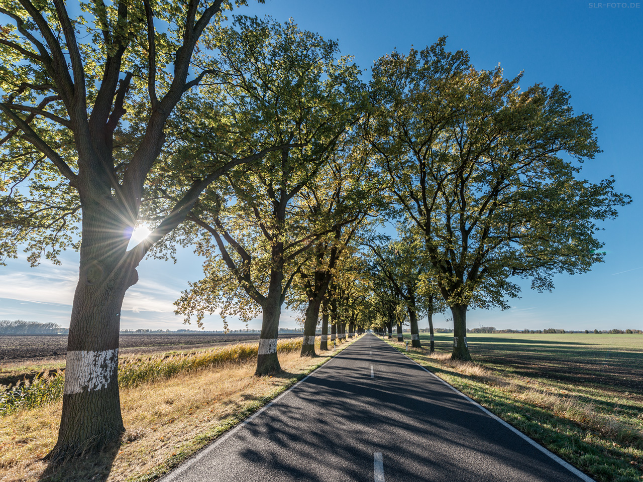 Allee in Brandenburg 6698
