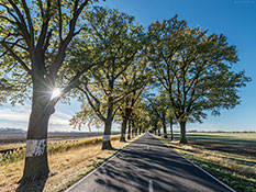 Allee in Brandenburg 6698