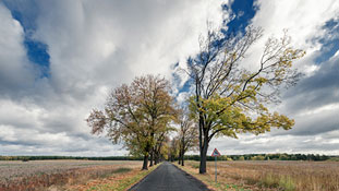 Allee bei Rüdnitz