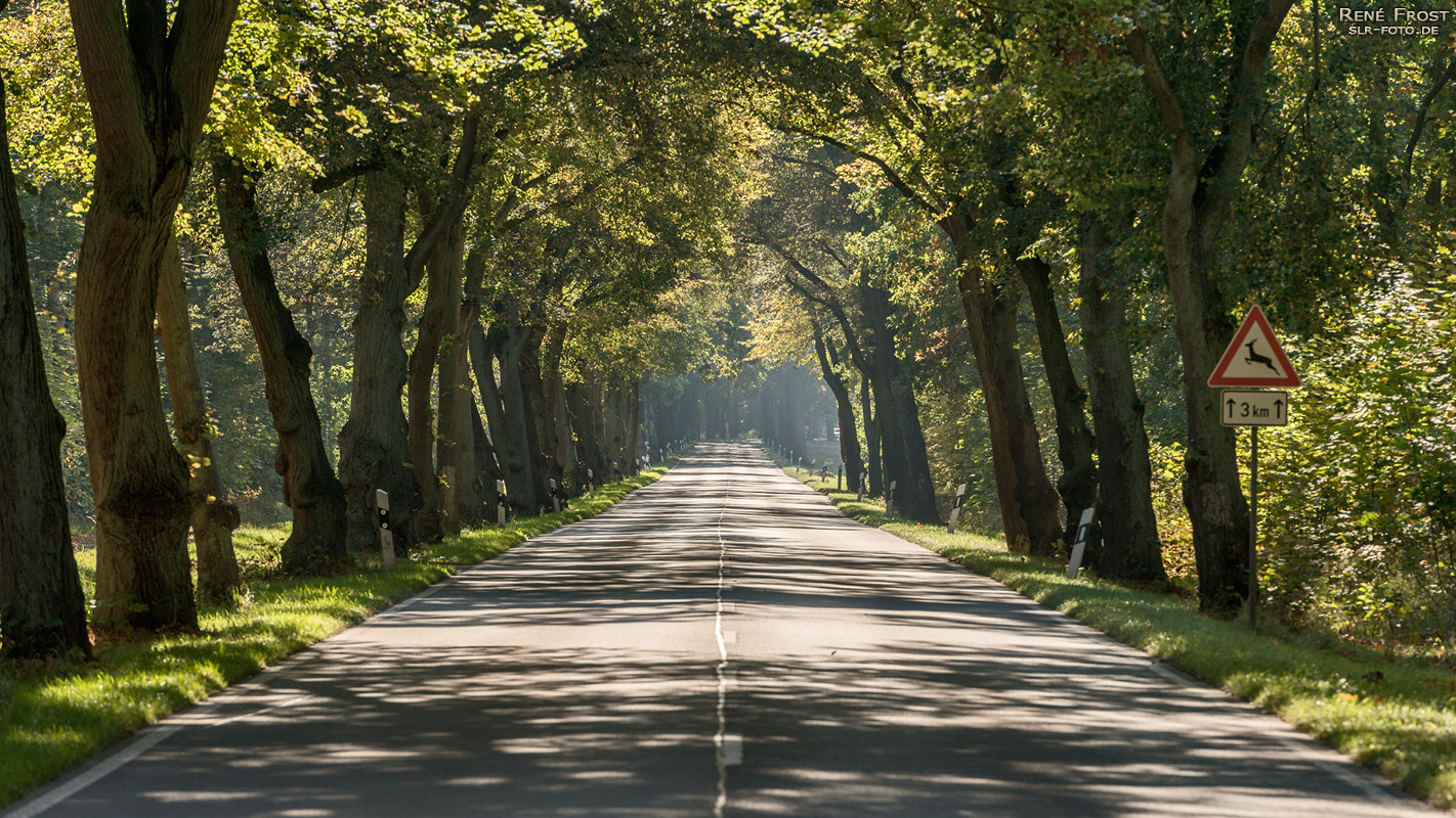 Allee - Schatten - 1200