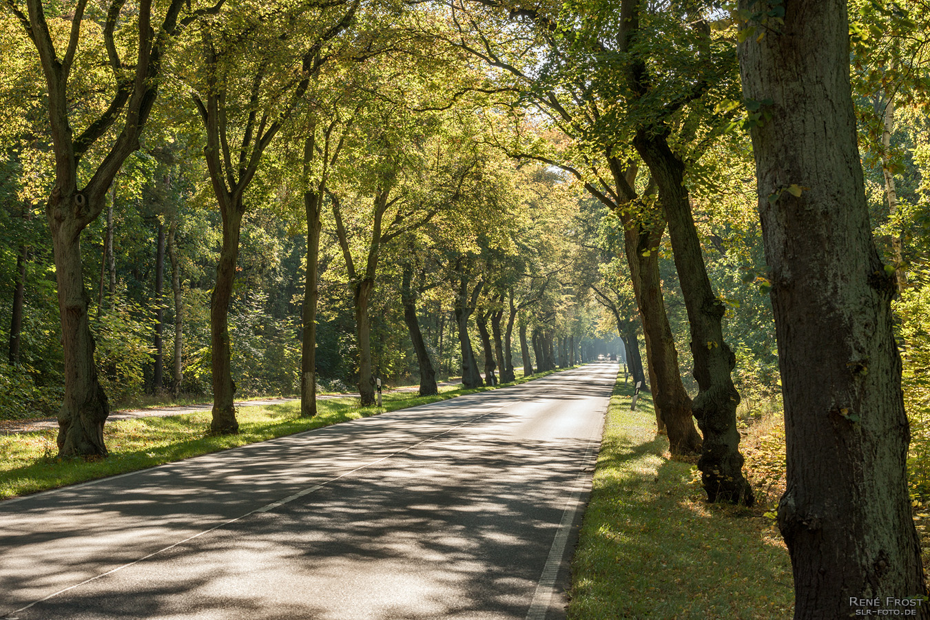 Allee - Schatten - 1211