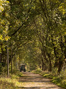 Allee und Traktor