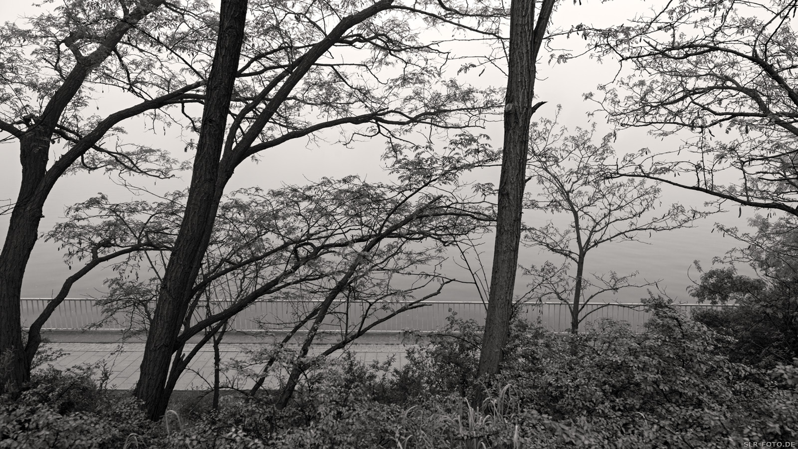 Bäume und Nebel
