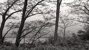 Bäume und Nebel