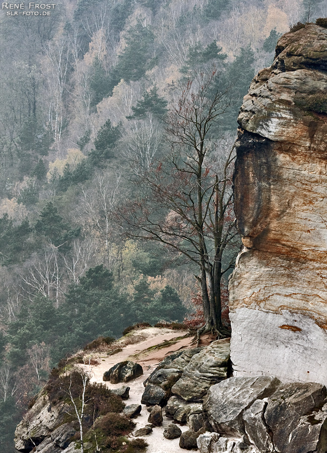 Sächsische Schweiz - Baum