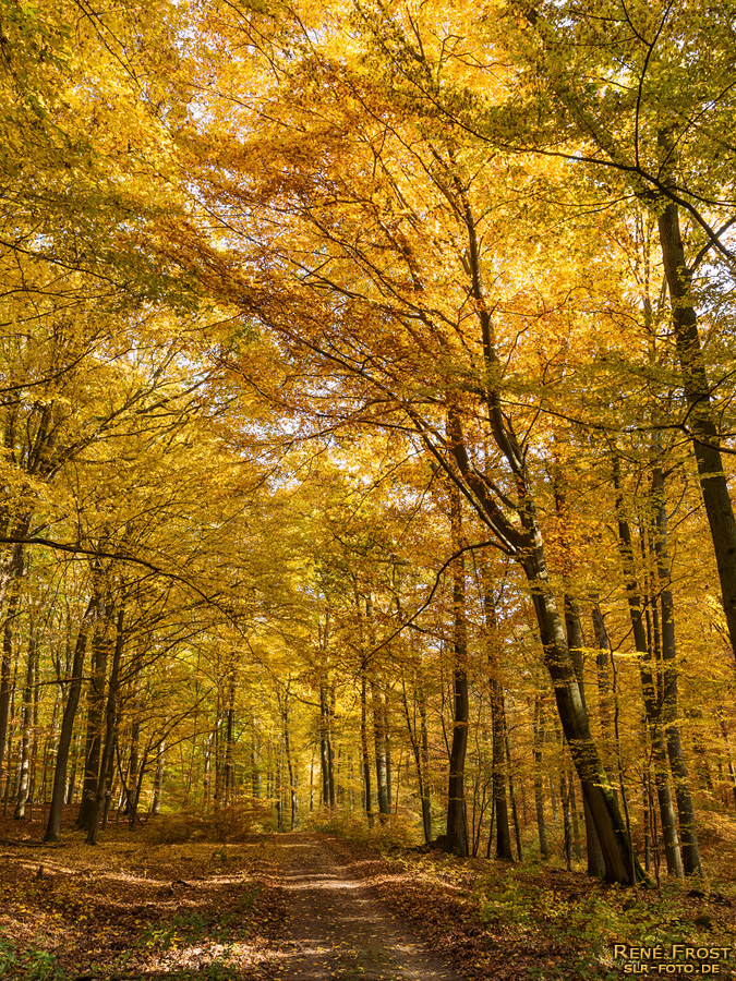 Buchenwald Grumsin im Herbst - 1739