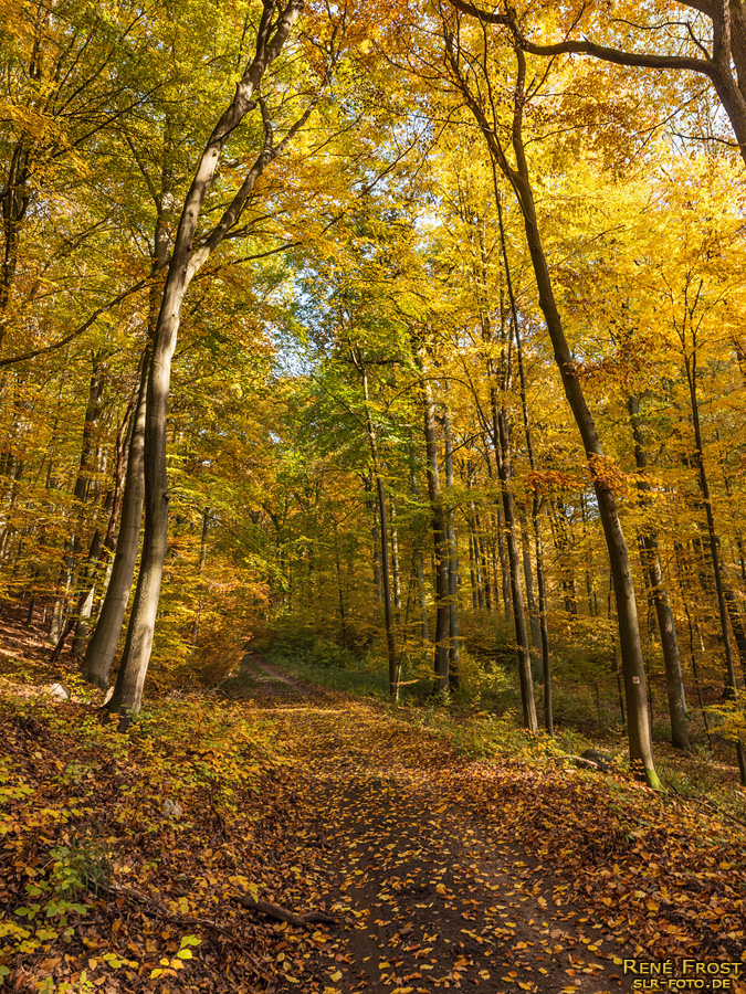 Buchenwald Grumsin im Herbst - 1741