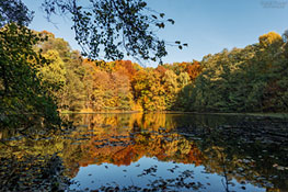 Buchenwald Grumsin - Brackensee