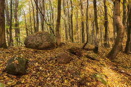 Buchenwald Grumsin im Herbst