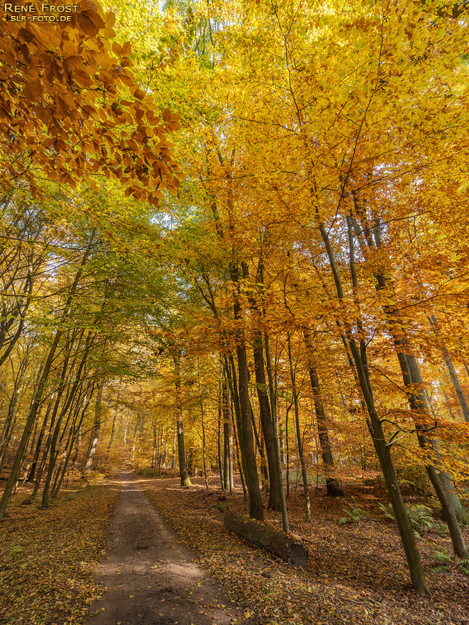 Buchenwald Grumsin im Herbst - 1761