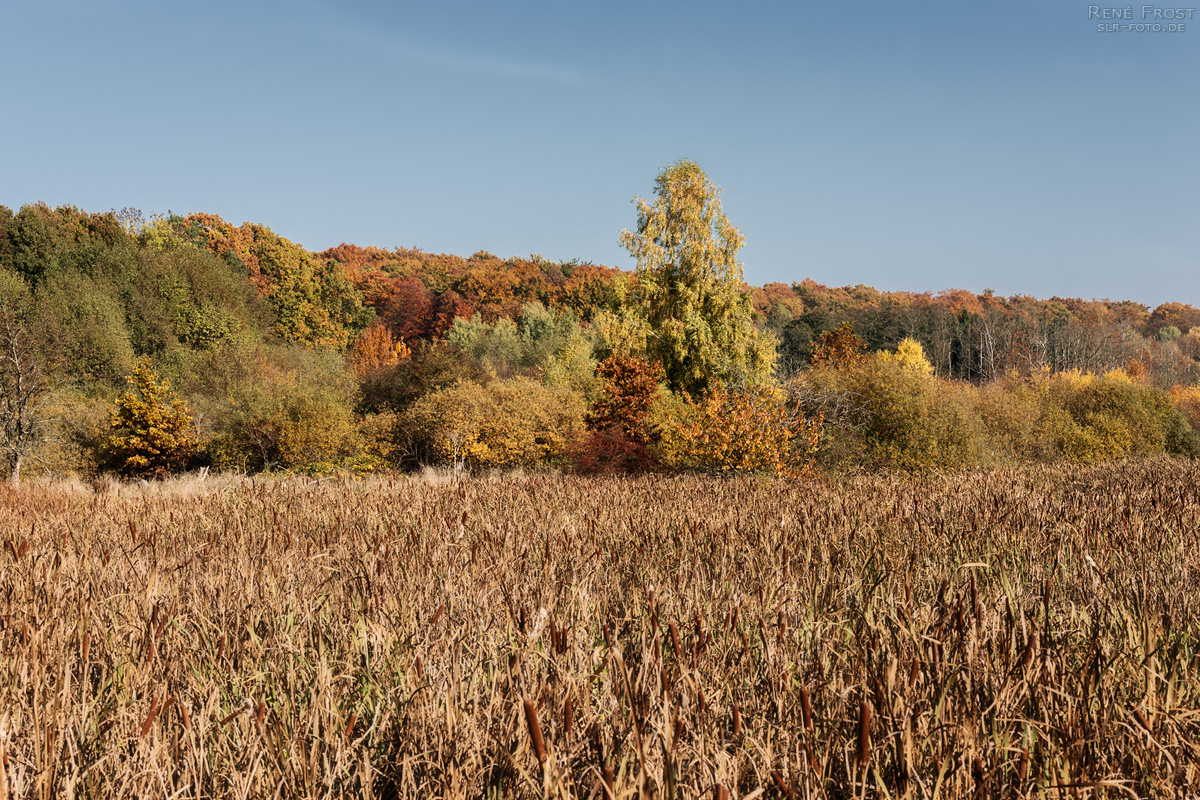 Buchenwald Grumsin im Herbst - 1779