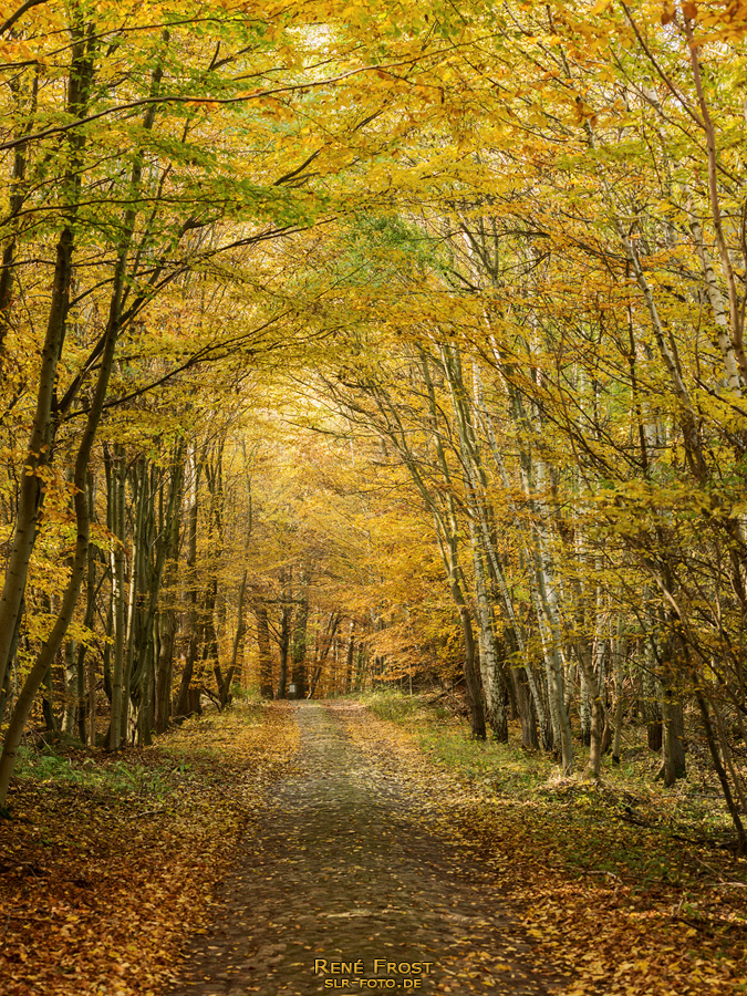 Buchenwald Grumsin im Herbst - 1783