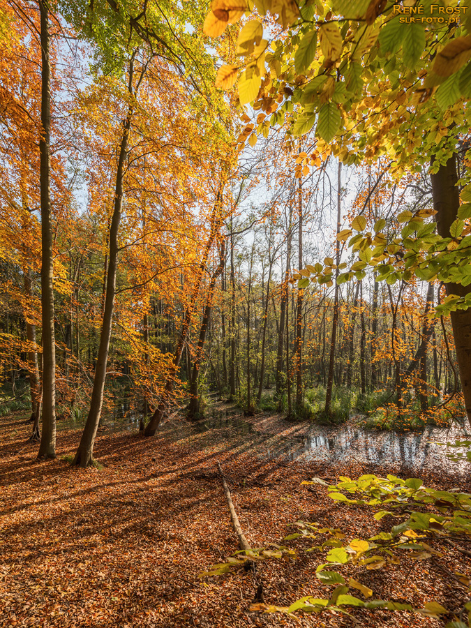 Buchenwald Grumsin im Herbst - 1845