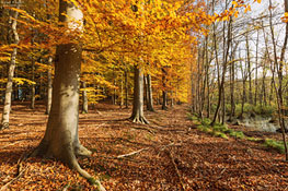 Buchenwald Grumsin im Herbst