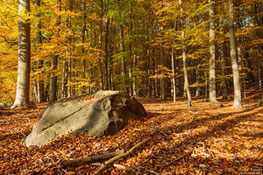 Buchenwald Grumsin im Herbst