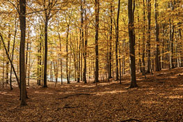 Buchenwald Grumsin im Herbst