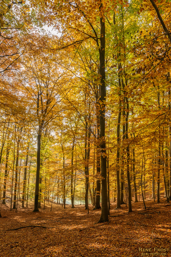 Buchenwald Grumsin im Herbst - 1861