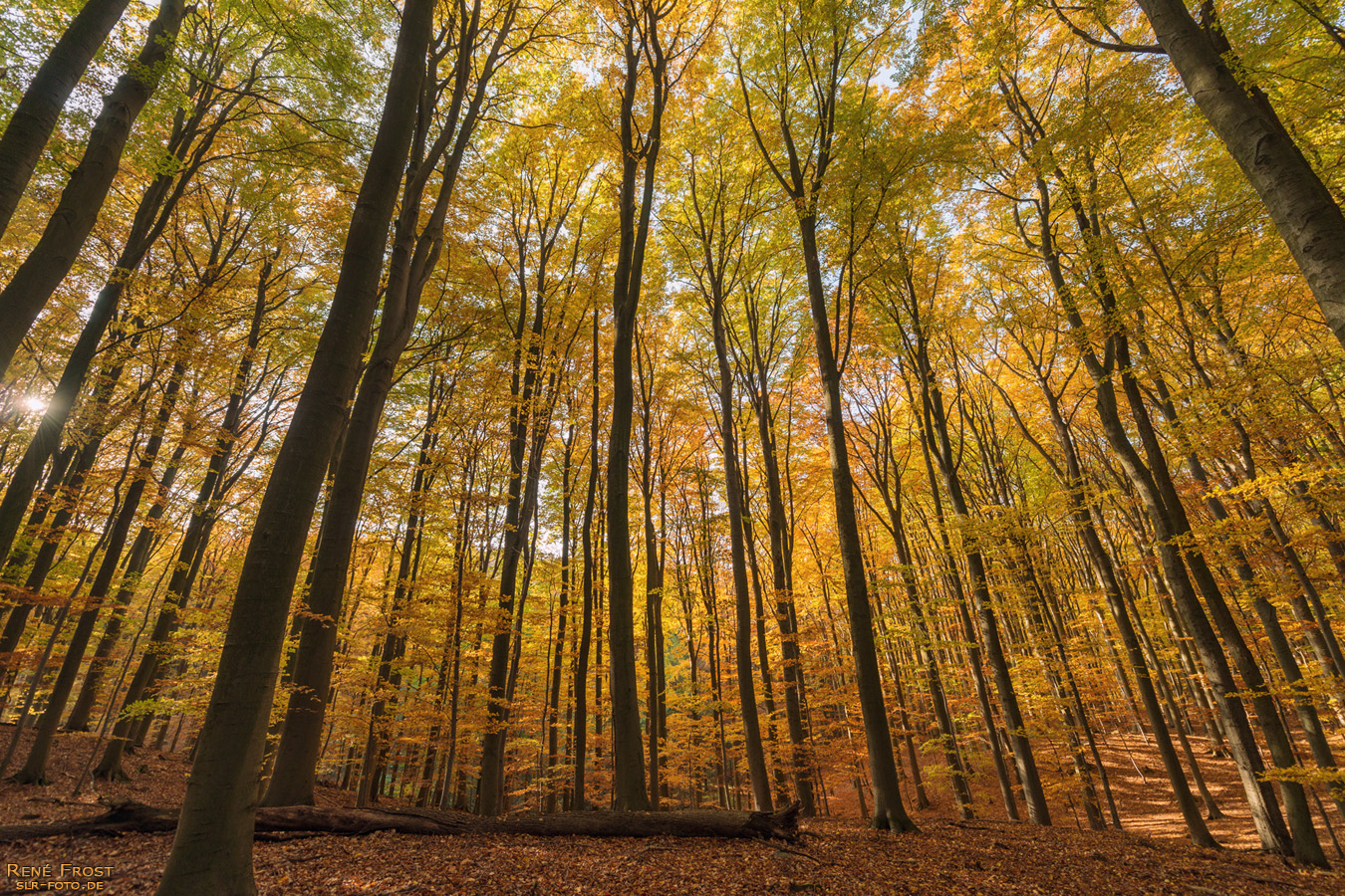 Buchenwald Grumsin im Herbst - 1866