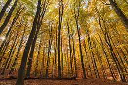 Buchenwald Grumsin im Herbst