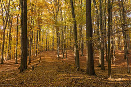 Buchenwald Grumsin im Herbst