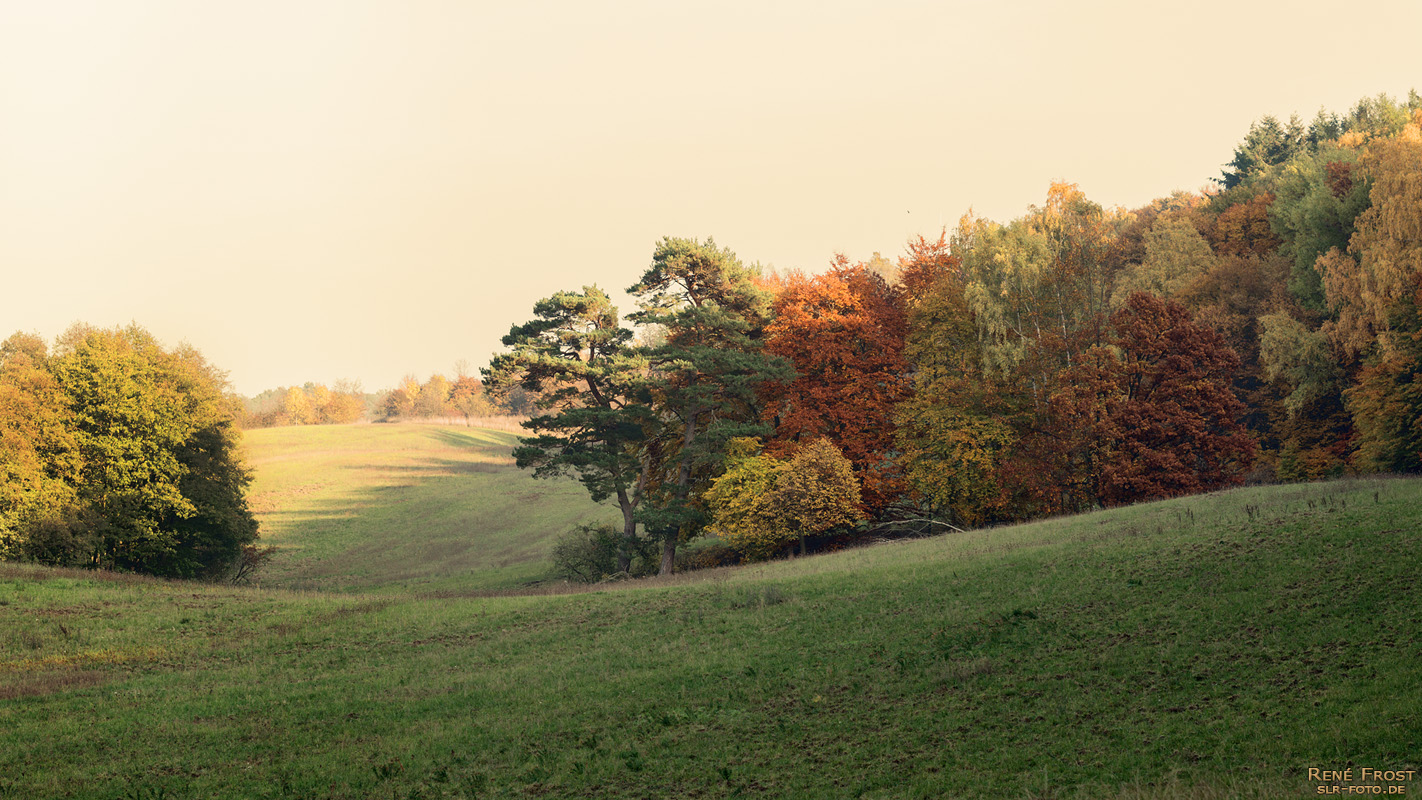 Buchenwald Grumsin im Herbst - 1901