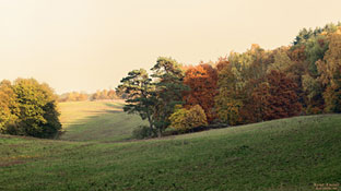 Buchenwald Grumsin im Herbst